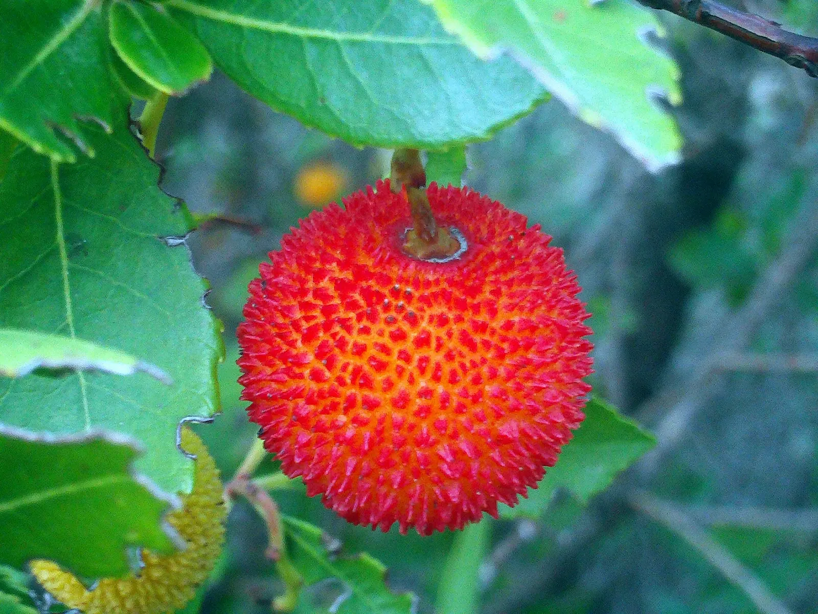Pacific Madrone (Arbutus Menziesii) — Adds year-round interest and wildlife value; ideal for large spaces and native plant landscapes, image 70