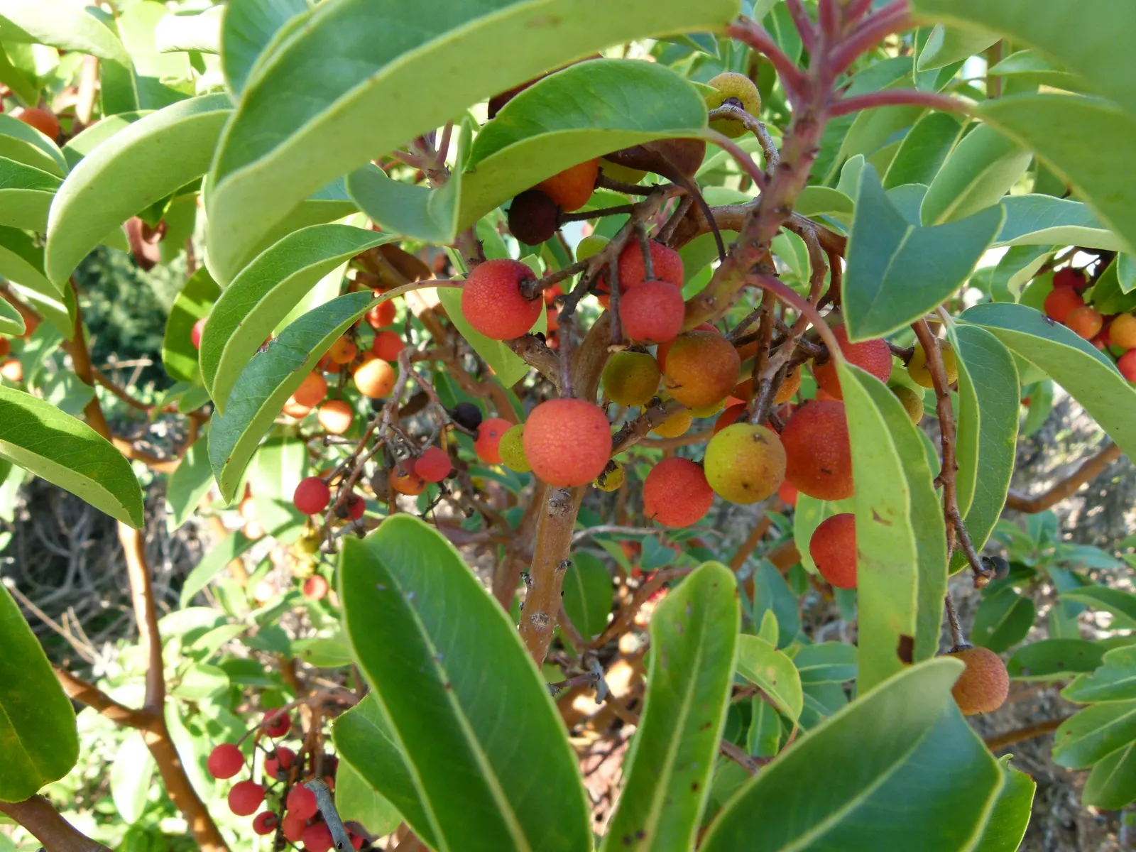 Pacific Madrone (Arbutus Menziesii) — Provide ample space to showcase its sculptural form and peeling bark