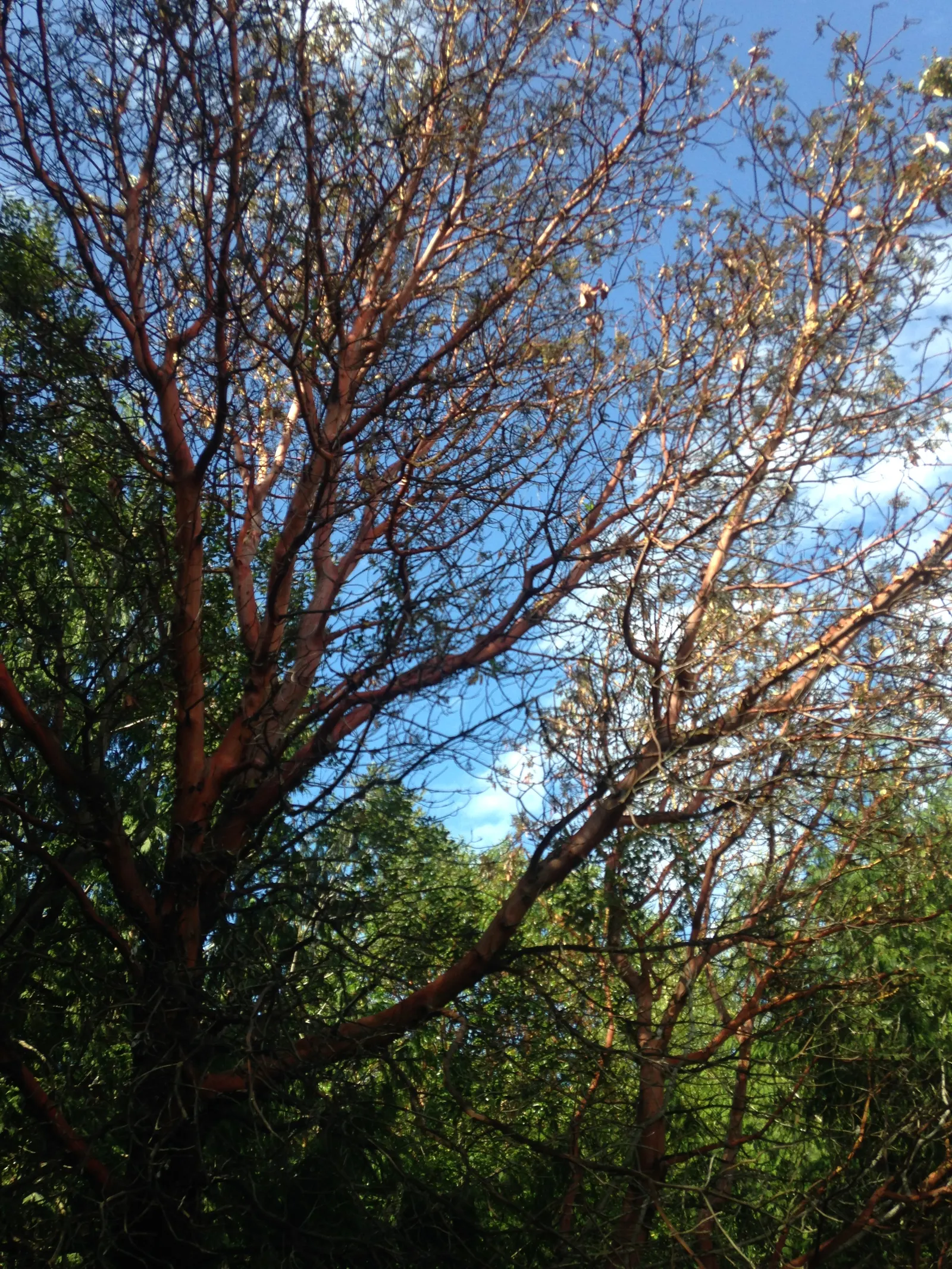Pacific Madrone (Arbutus Menziesii) — shrub / tree with white blooms; white or pale pink flowers emerge, image 95