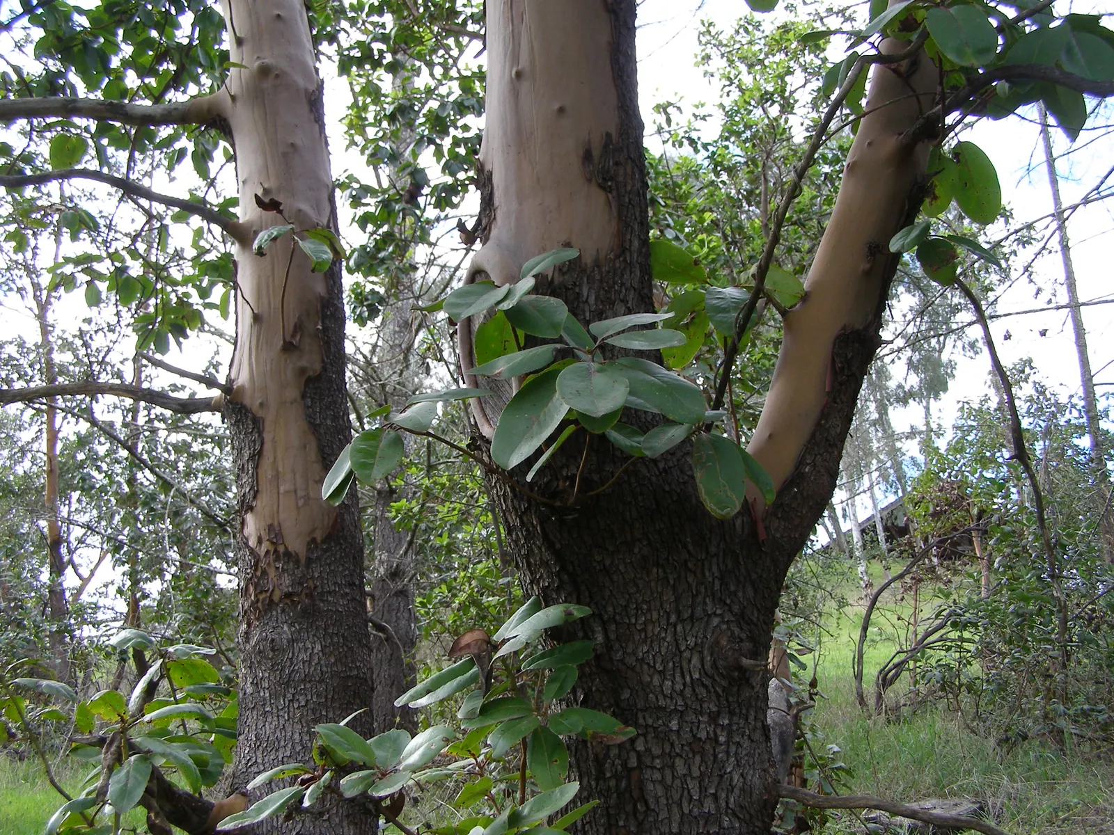 Pacific Madrone (Arbutus Menziesii) — new greenish or cinnamon-colored bark beneath; oblong leaves measuring 3 to 6 inches long