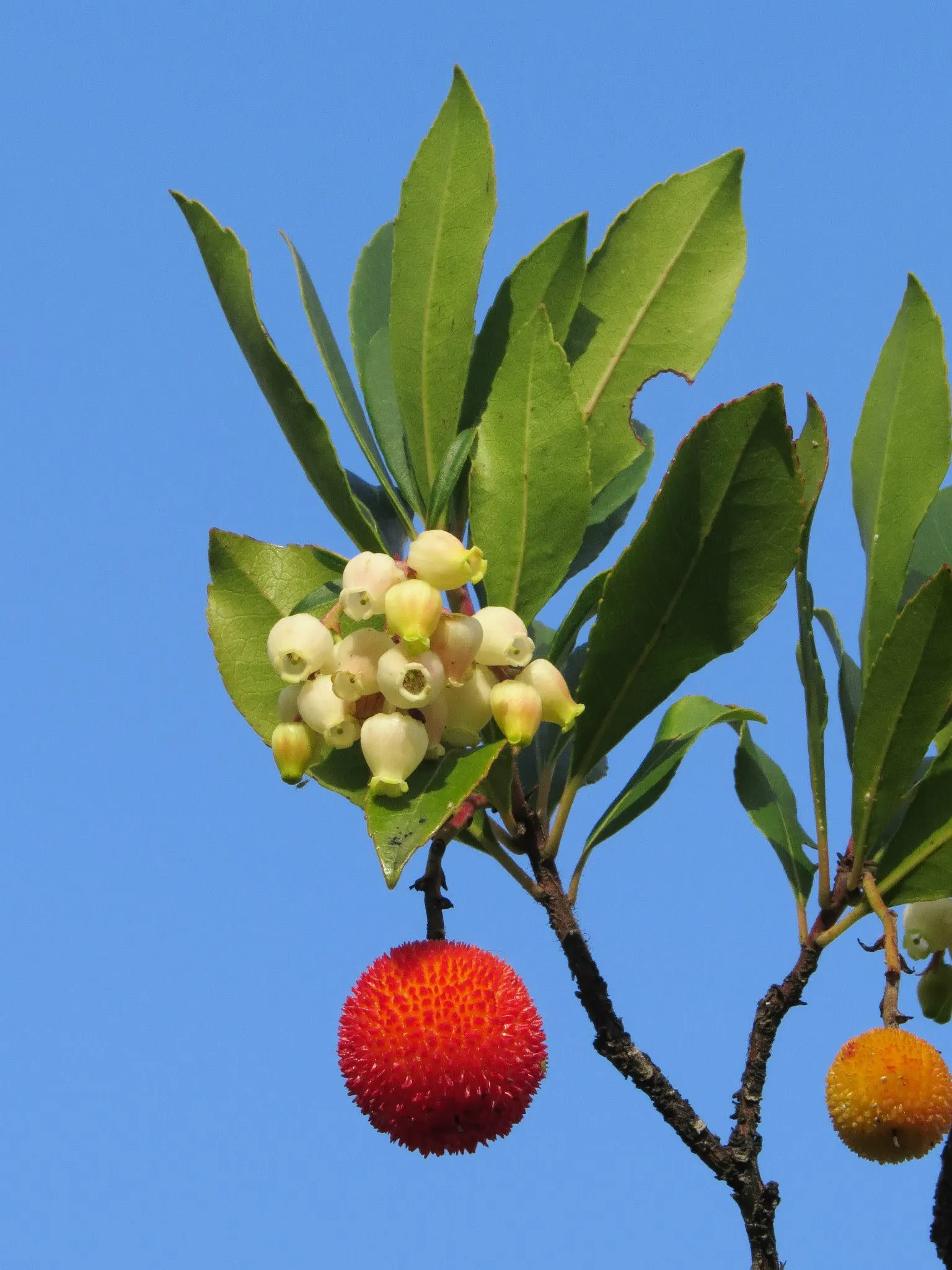 Pacific Madrone (Arbutus Menziesii) — Pacific Madrones grow to a height of 50 to 100 feet; shrub / tree with white blooms, image 110