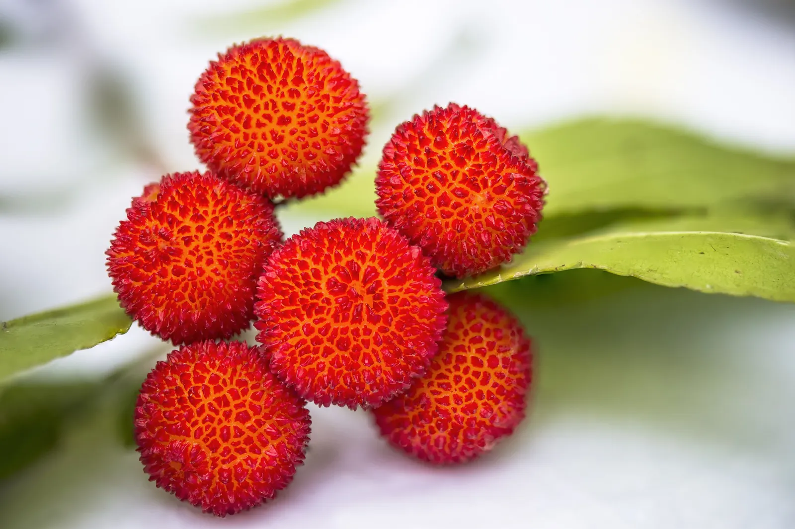Pacific Madrone (Arbutus Menziesii) — The Pacific Madrone (Arbutus menziesii) is an evergreen with striking features: glossy green leaves, image 97