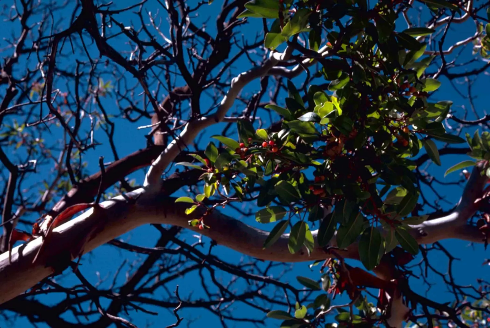 Pacific Madrone (Arbutus Menziesii) — celebrated for its unique appearance and adaptability; this striking specimen surely will be a highlight, image 105