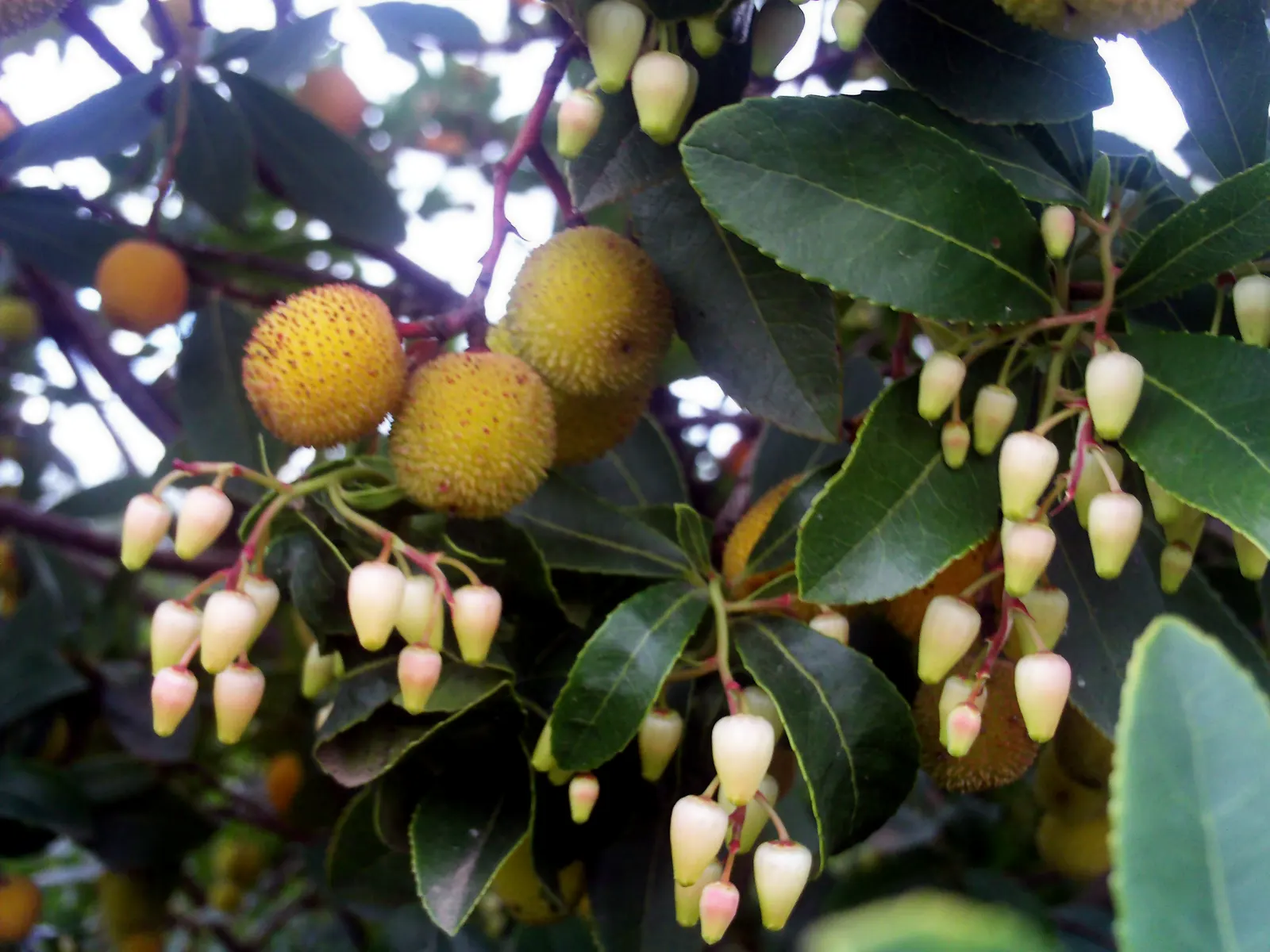 Pacific Madrone (Arbutus Menziesii) — Adds year-round interest and wildlife value; ideal for large spaces and native plant landscapes