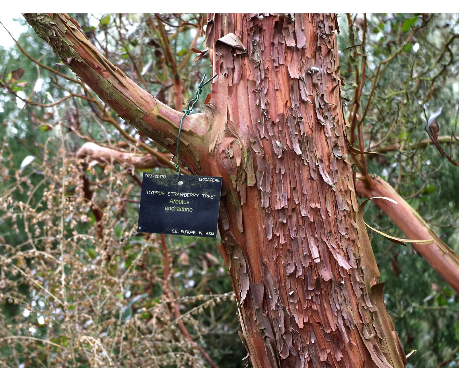 Pacific Madrone (Arbutus Menziesii) — Adds year-round interest and wildlife value; ideal for large spaces and native plant landscapes, image 102