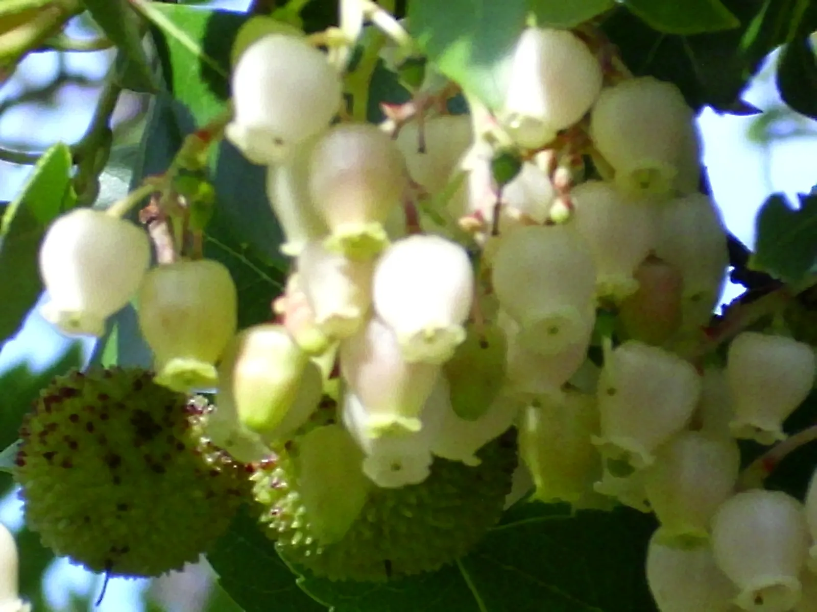 Pacific Madrone (Arbutus Menziesii) — The Pacific Madrone (Arbutus menziesii) is a captivating evergreen tree; dark green upper surface and a paler, image 104