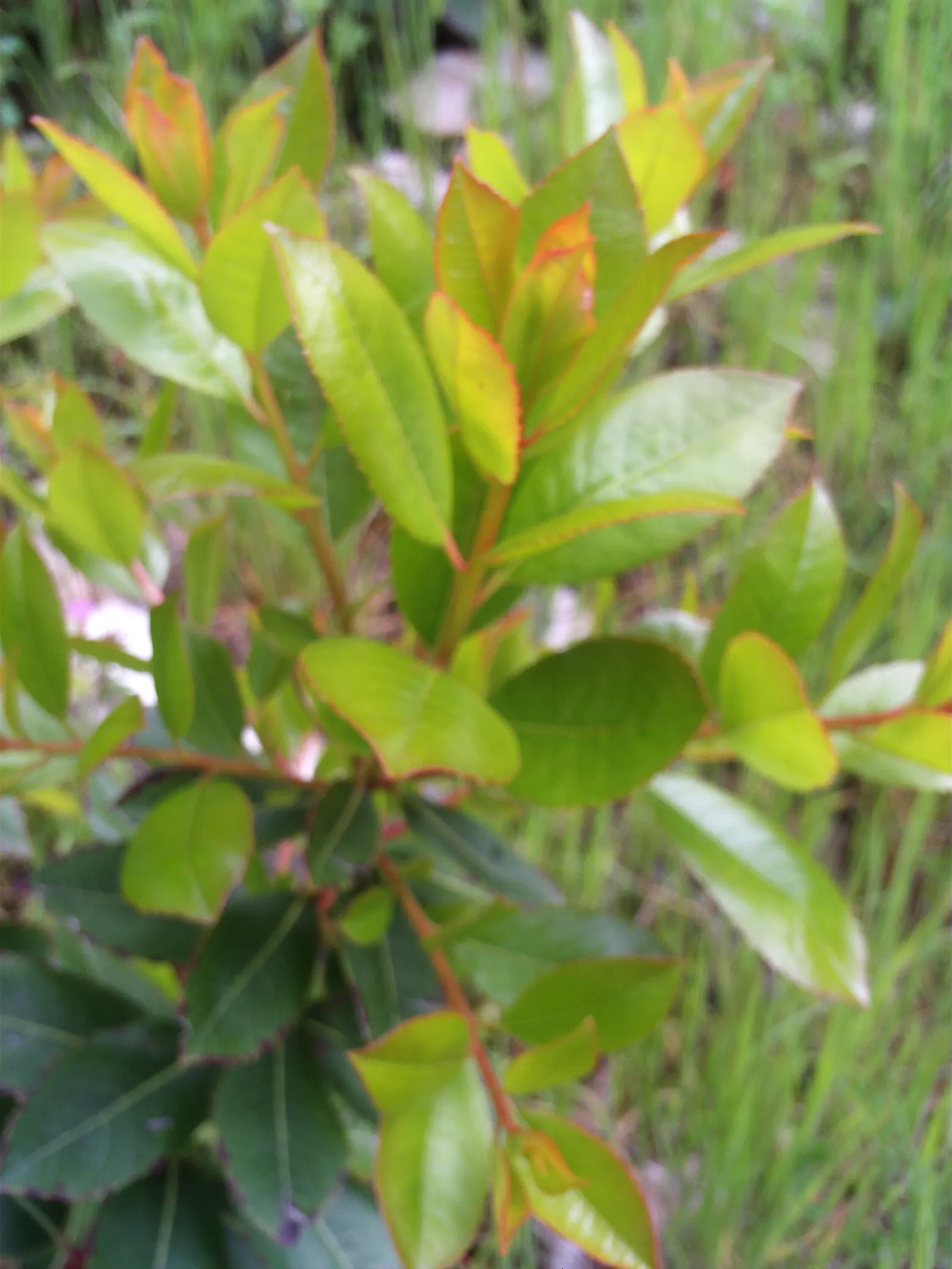 Pacific Madrone (Arbutus Menziesii) — celebrated for its unique appearance and adaptability; this striking specimen surely will be a highlight, image 73