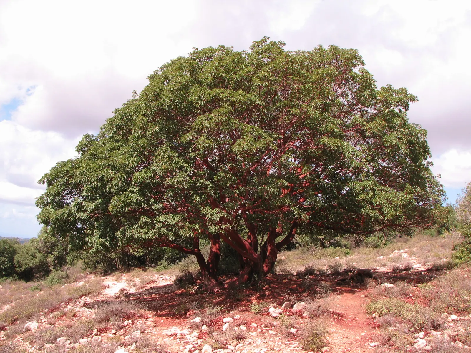 Pacific Madrone (Arbutus Menziesii) — illustrating moderate drought tolerance once established; new greenish or cinnamon-colored bark beneath, image 108