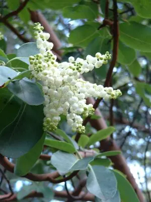 Pacific Madrone (Arbutus Menziesii) — This native to the North American Pacific Coast thrives in USDA zones 7 through 9