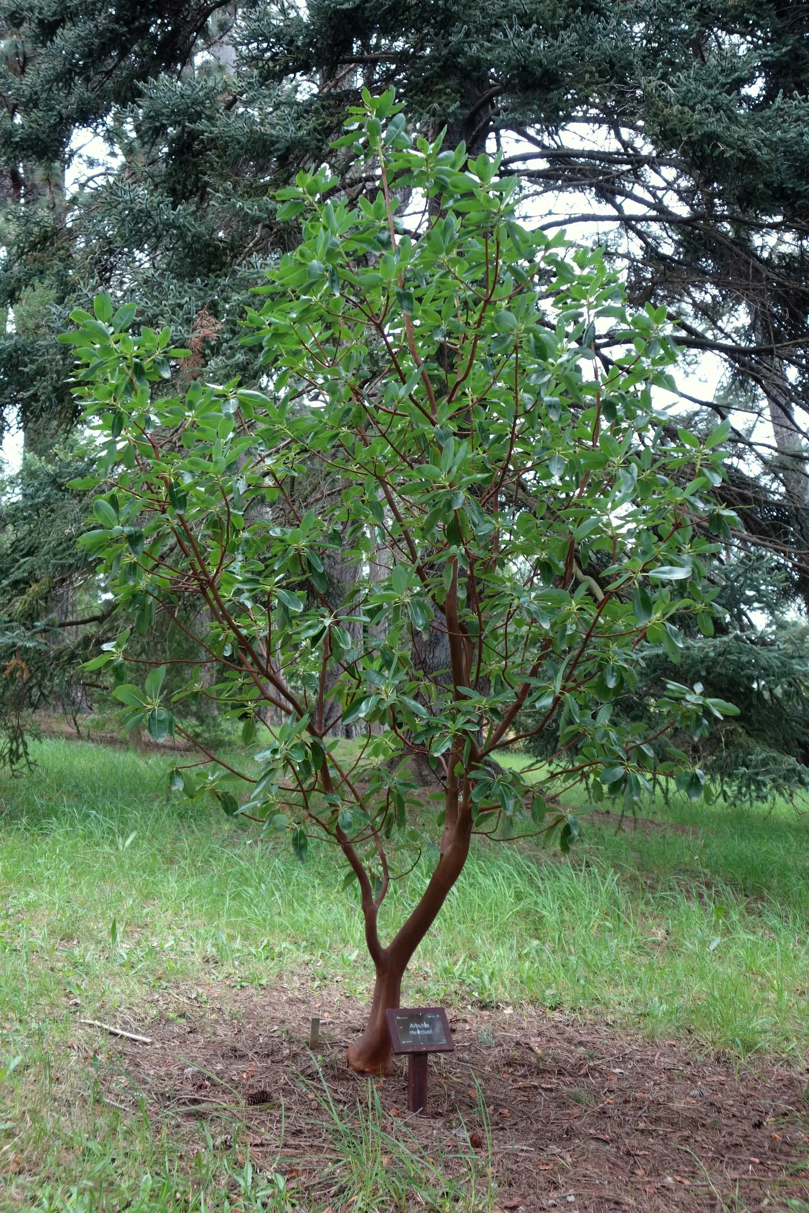 Pacific Madrone (Arbutus Menziesii) — It grows 50-100 ft tall and 20-30 ft wide; multi-hued visual texture that is especially pronounced during, image 99