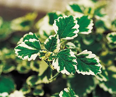 'Variegata' Variegated Swedish Ivy (Plectranthus coleoides) — This easy to grow plant may be pinched or trimmed as needed to maintain shape and size
