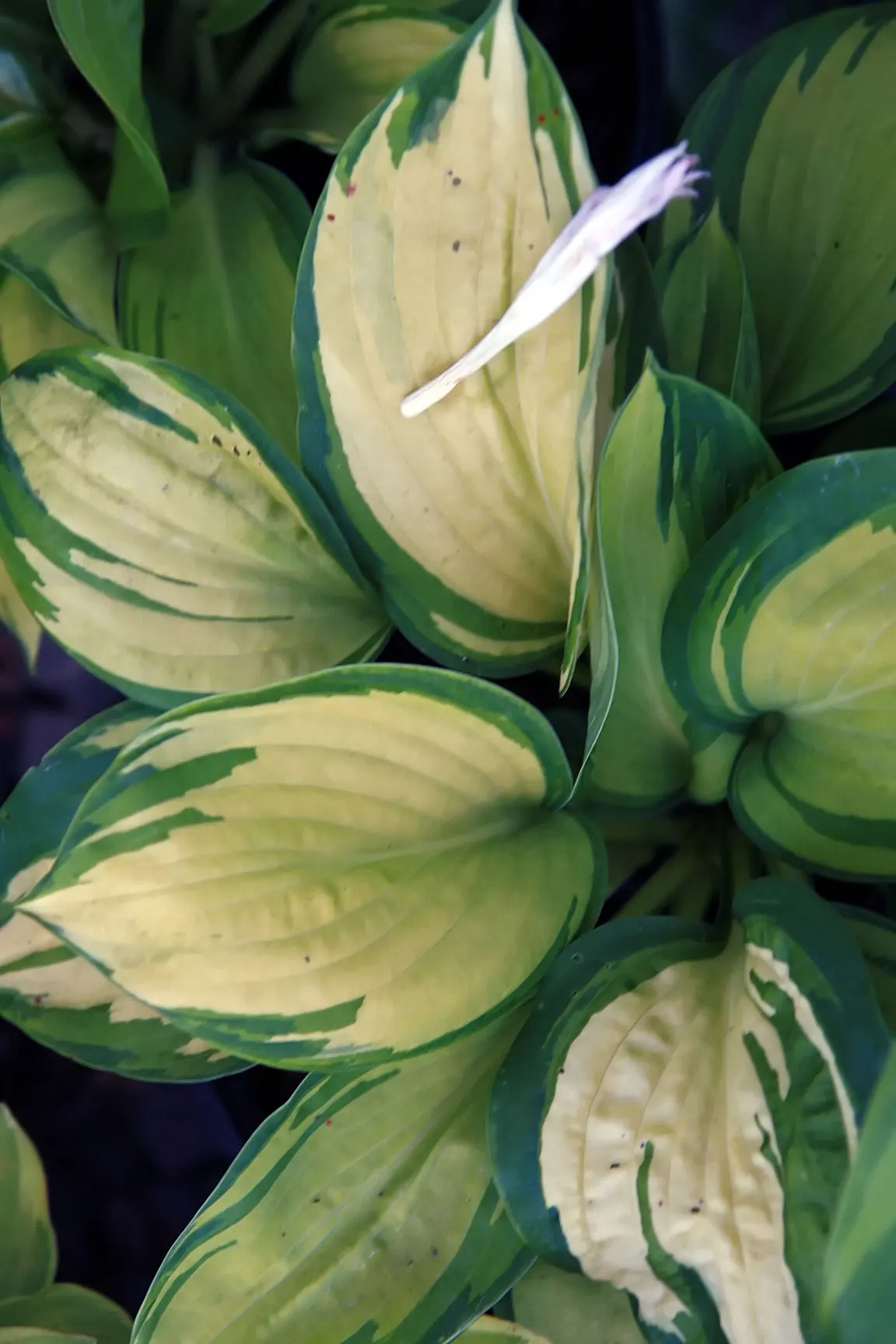 Great Expectations Hosta (Hosta 'Great Expectations') — The Hosta 'Great Expectations' is a striking perennial boasting broad, heart-shaped leaves