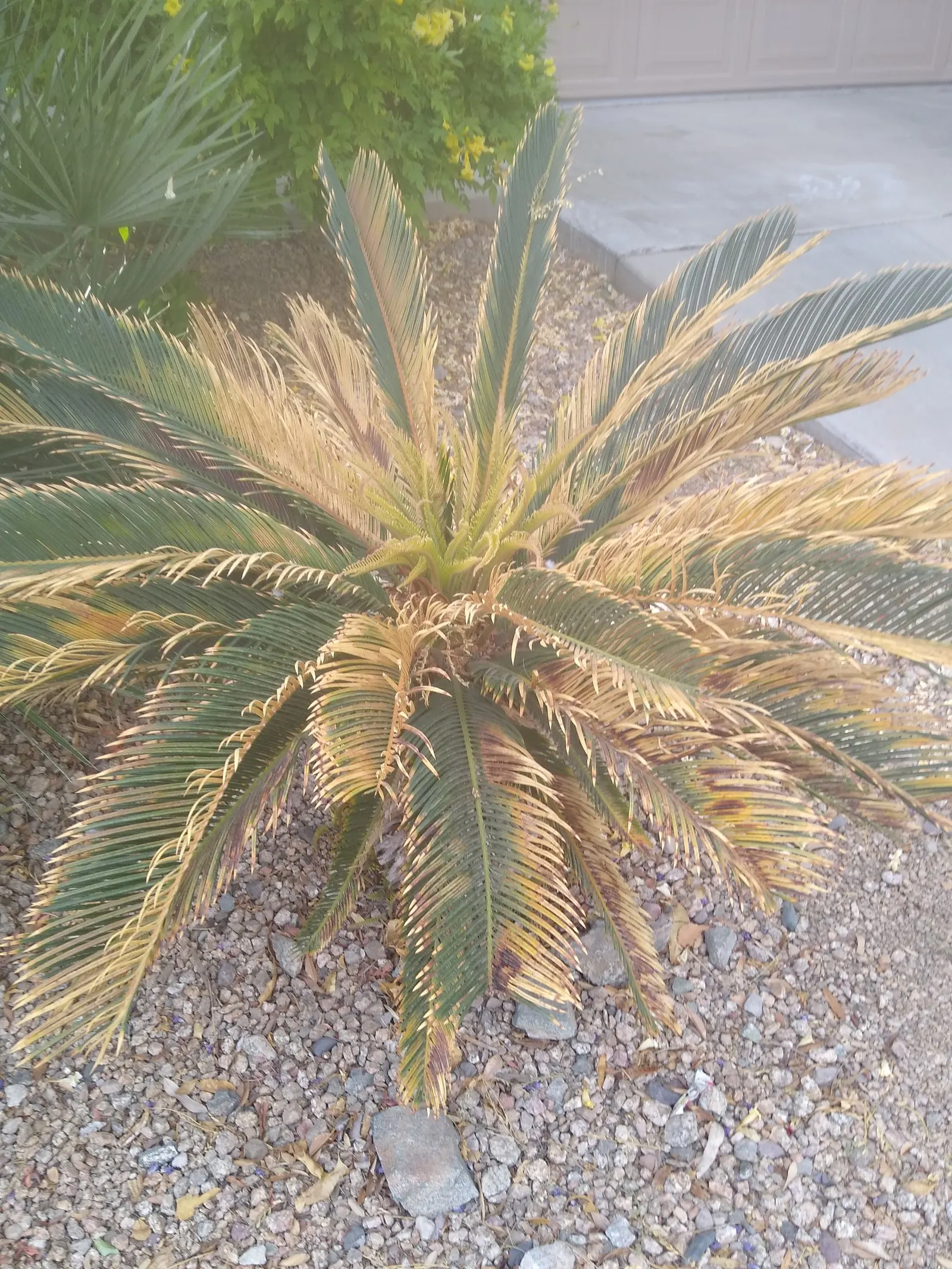 Sago Palm (Cycas Revoluta) — palm for full or half; while it can withstand some drought conditions once established, image 112