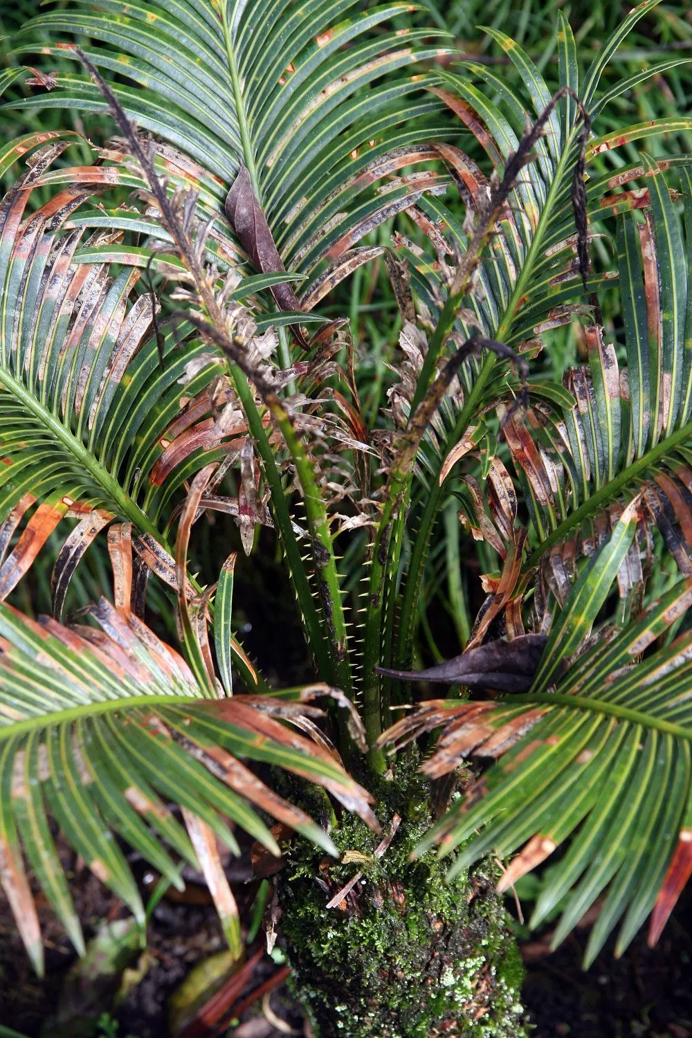 Sago Palm (Cycas Revoluta) — Cycas revoluta can eventually grow taller (up to 10 feet) under optimal conditions over many years; all parts of the, image 103
