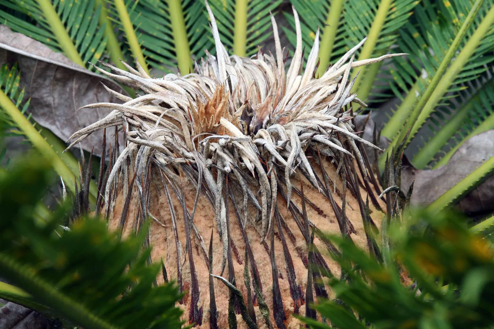 Sago Palm (Cycas Revoluta) — It's well-suited to USDA hardiness zones 9 through 11 and thrives in full sun to partial shade; the Sago Palm, or, image 92