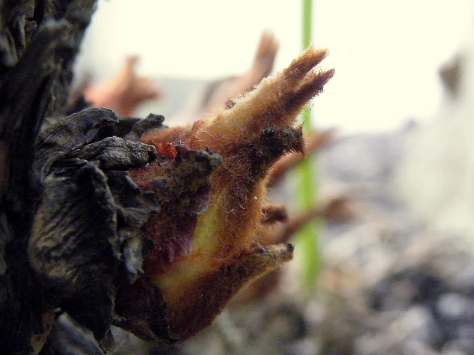 Sago Palm (Cycas Revoluta) — all parts of the Sago Palm are highly toxic if ingested; so caution should be exercised if pets or small children are, image 110