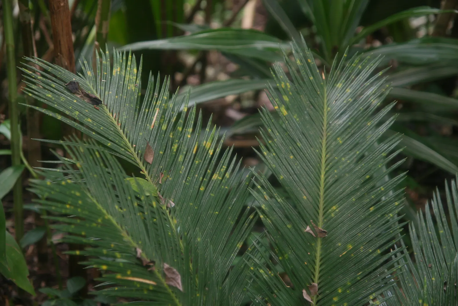 Sago Palm (Cycas Revoluta) — It's important to note that the leaflets are quite stiff and can be sharp; hardy in USDA zones 9-11, it thrives in, image 122