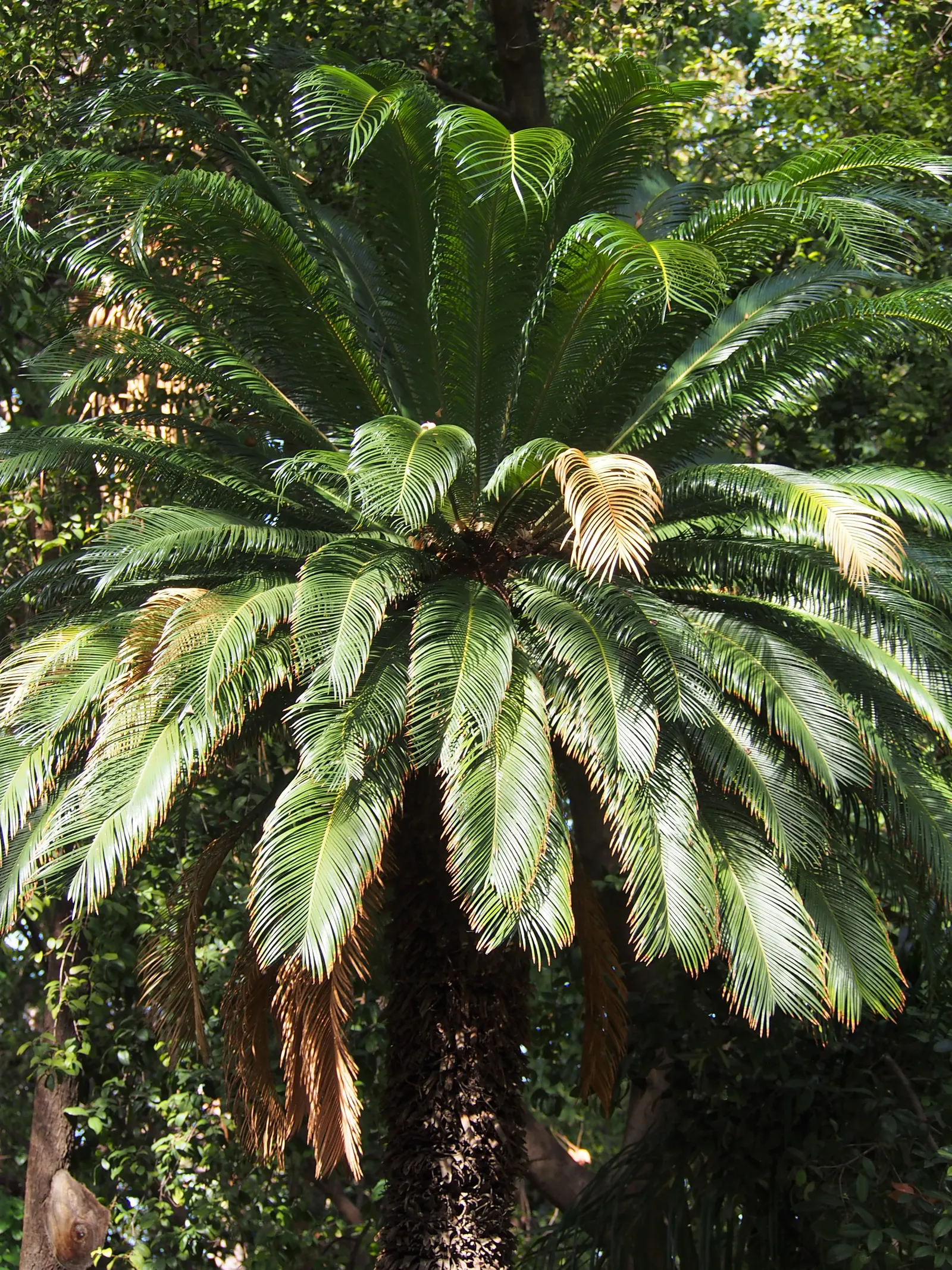 Sago Palm (Cycas Revoluta) — but it is particularly important to avoid overwatering to prevent root rot; it's important to note that the leaflets, image 107