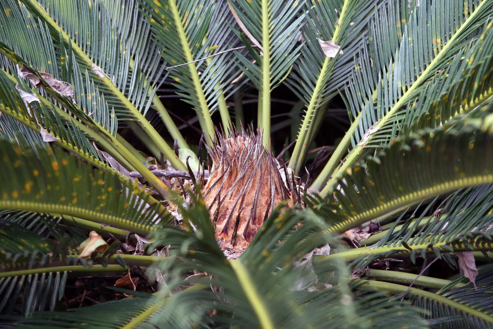 Sago Palm (Cycas Revoluta) — is a distinctive and ancient plant species that adds an exotic and tropical flair to any landscape design; palm for, image 101