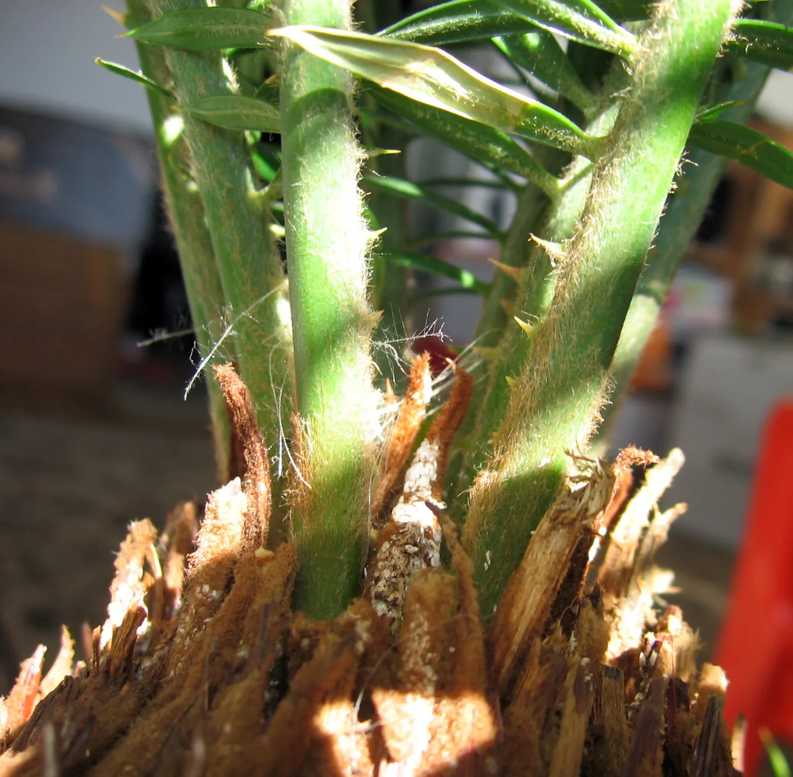 Sago Palm (Cycas Revoluta) — so caution should be exercised if pets or small children are present in the garden; it is not a true palm but a cycad, image 95