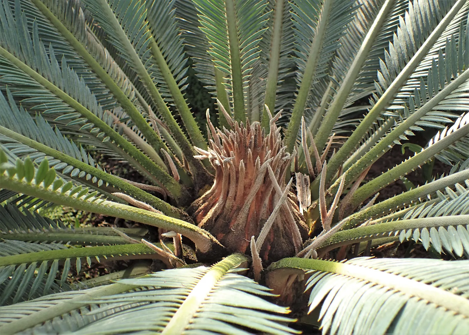 Sago Palm (Cycas Revoluta) — The Sago Palm, or Cycas revoluta, is an ancient, slow-growing plant that adds an exotic touch to landscapes; drought, image 81