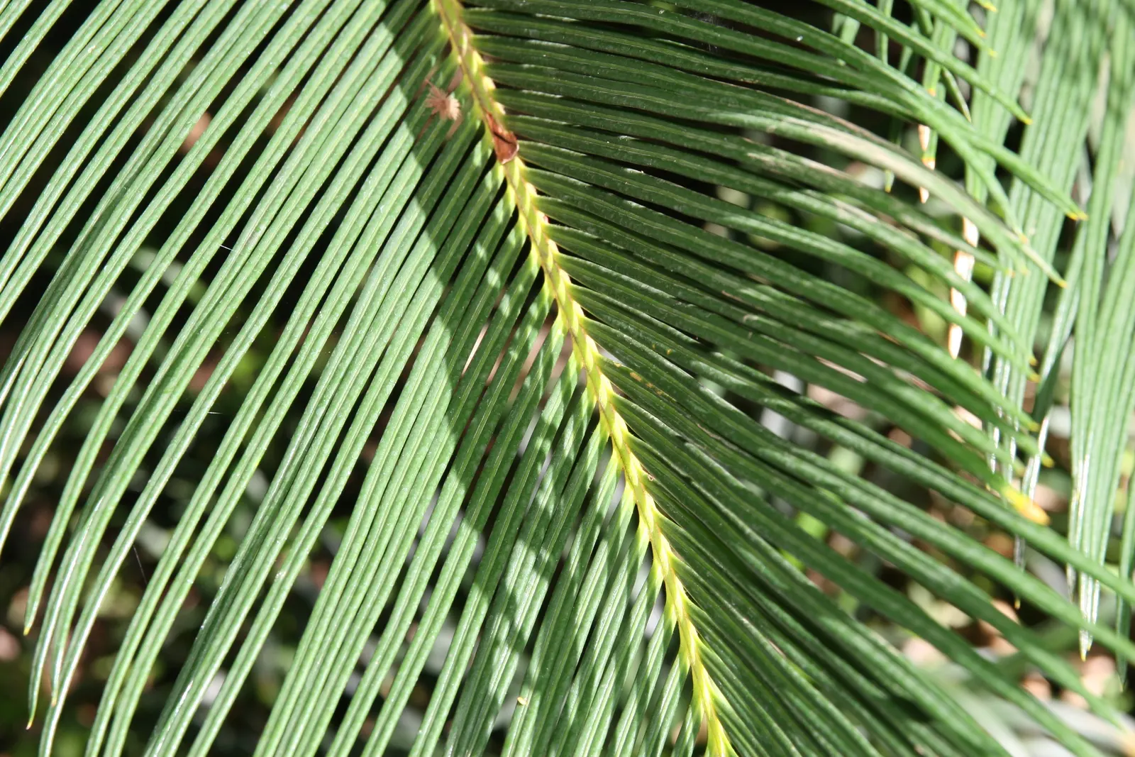 Sago Palm (Cycas Revoluta) — Hardy in USDA zones 9-11, it thrives in well-drained soil and full to partial sun; featuring a stout trunk and a, image 131