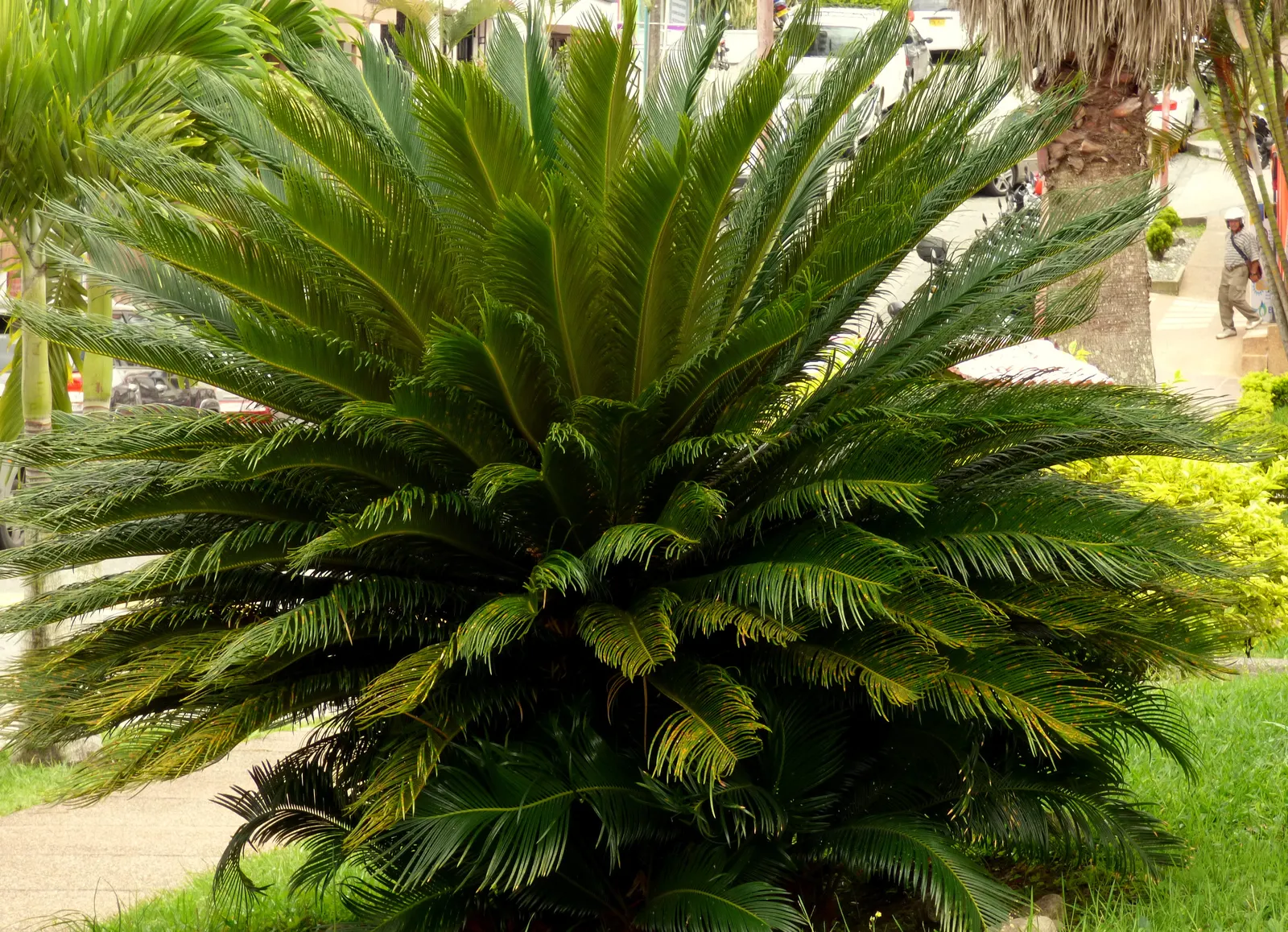 Sago Palm (Cycas Revoluta) — it is not a true palm but a cycad; cycas revoluta can eventually grow taller (up to 10 feet) under optimal conditions, image 86