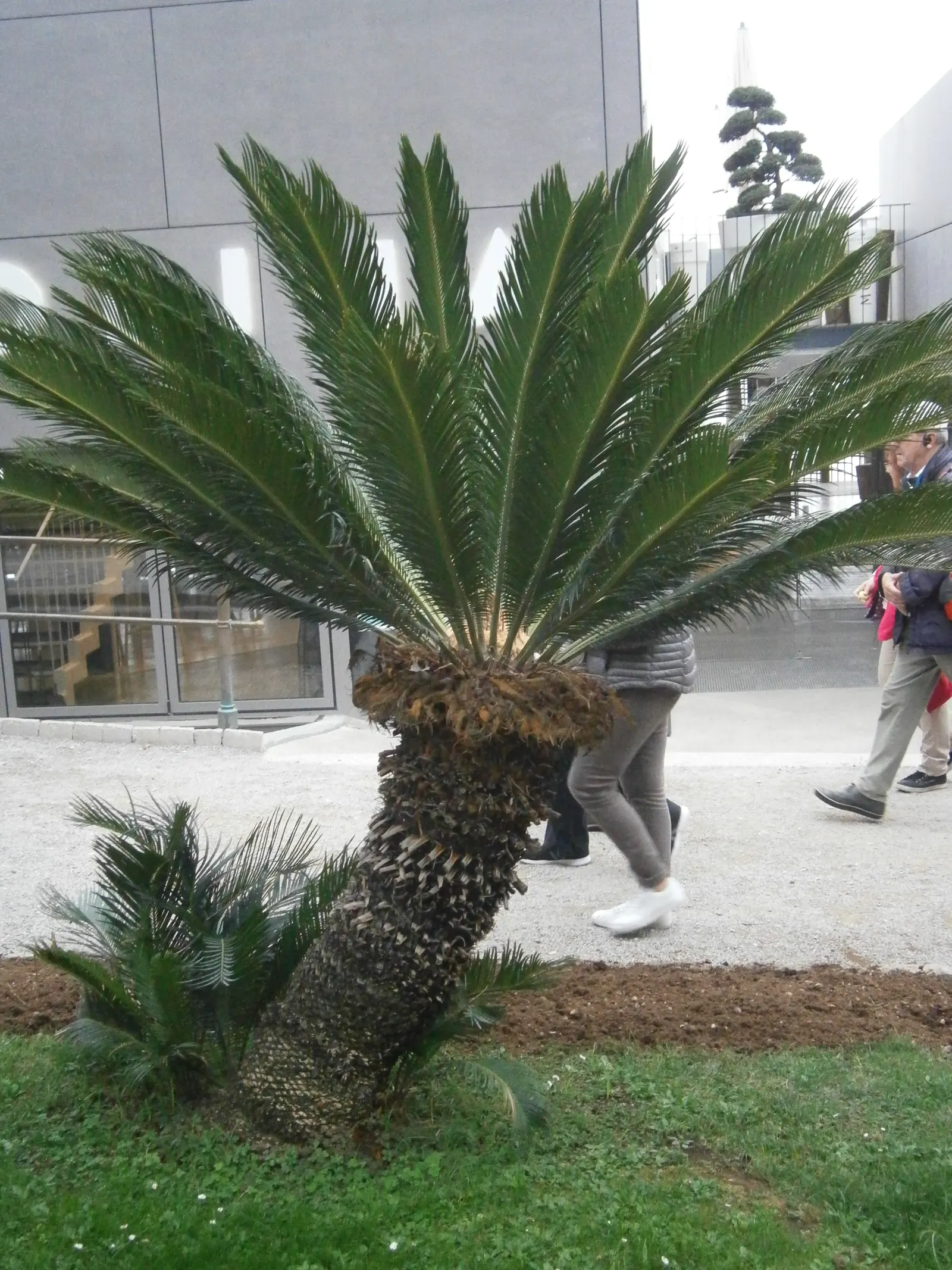 Sago Palm (Cycas Revoluta) — While it can withstand some drought conditions once established; this slow-growing plant features a stout trunk and a, image 109