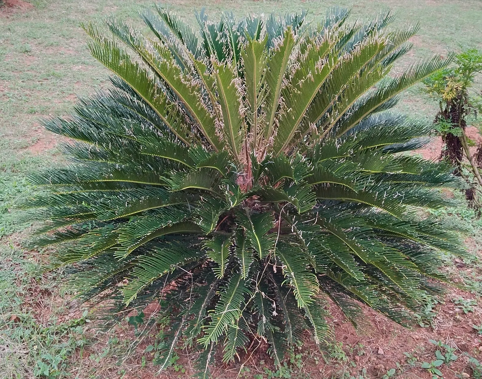 Sago Palm (Cycas Revoluta) — It's well-suited to USDA hardiness zones 9 through 11 and thrives in full sun to partial shade; the Sago Palm, or, image 76