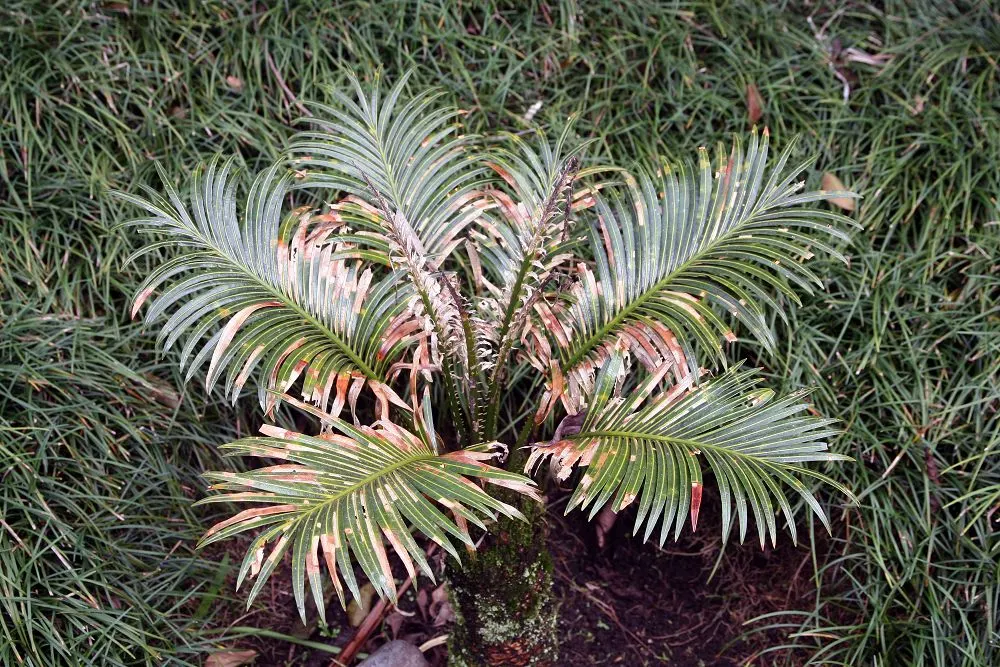 Sago Palm (Cycas Revoluta) — It's well-suited to USDA hardiness zones 9 through 11 and thrives in full sun to partial shade; the Sago Palm, or, image 108