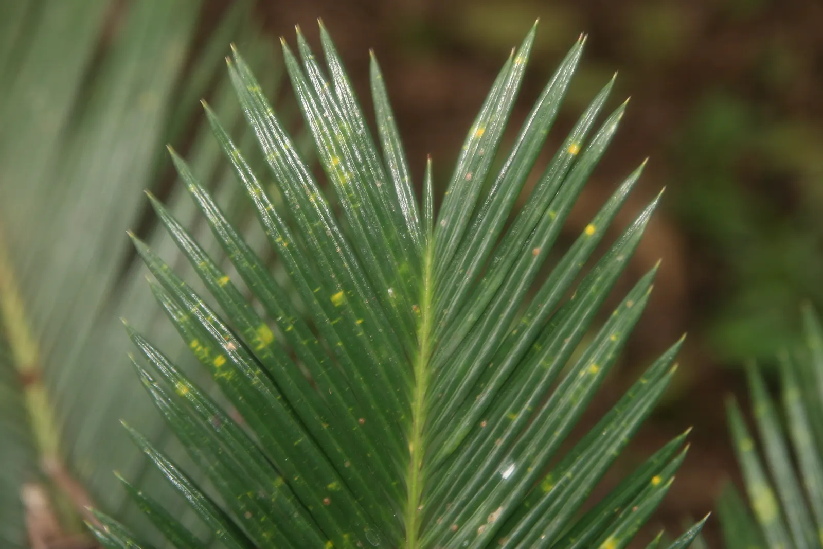 Sago Palm (Cycas Revoluta) — each frond typically ranging from 20 to 60 inches long; it's well-suited to USDA hardiness zones 9 through 11 and, image 121