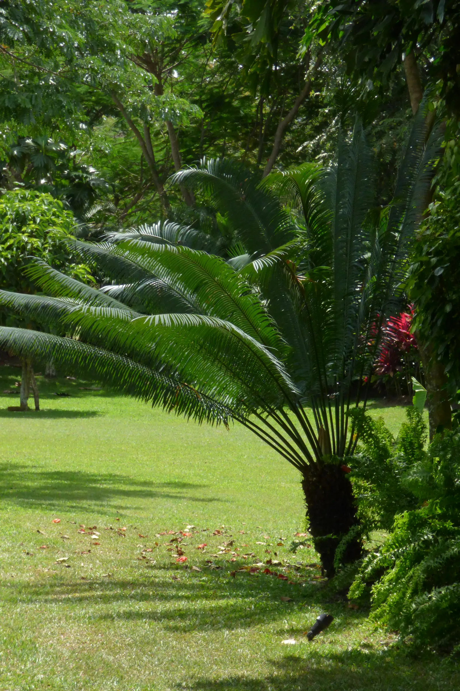 Sago Palm (Cycas Revoluta) — While it can withstand some drought conditions once established; this slow-growing plant features a stout trunk and a, image 93