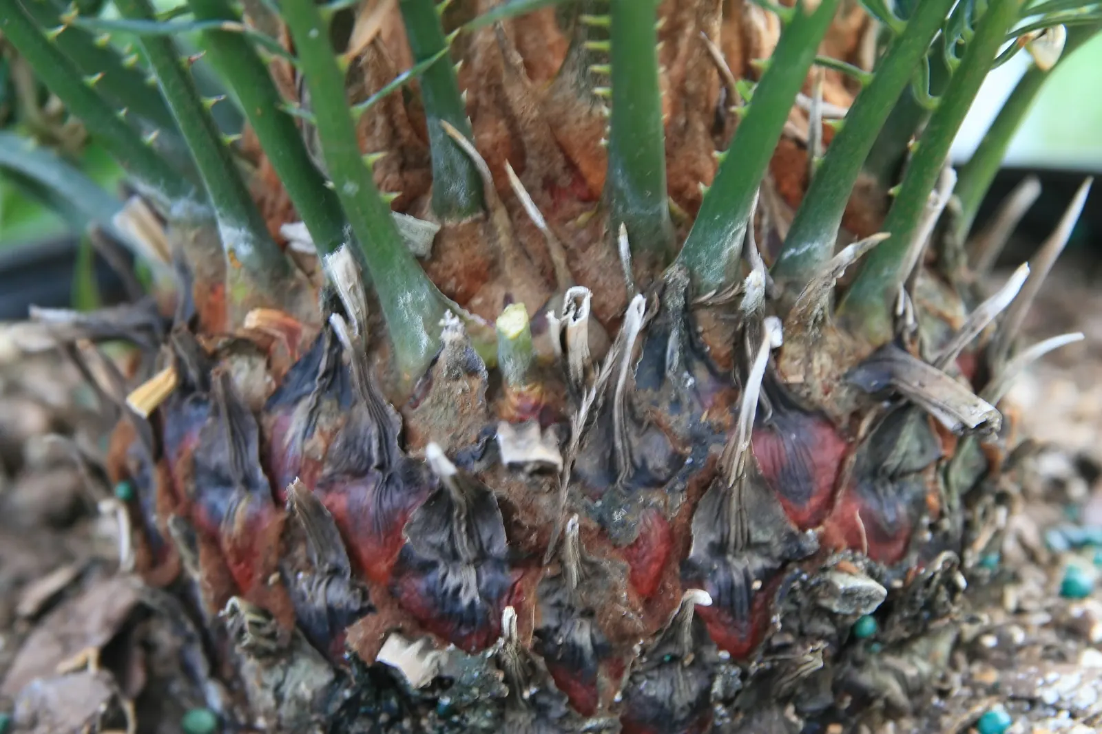 Sago Palm (Cycas Revoluta) — This slow-growing plant features a stout trunk and a symmetrical rosette of dark green; is a distinctive and ancient, image 88