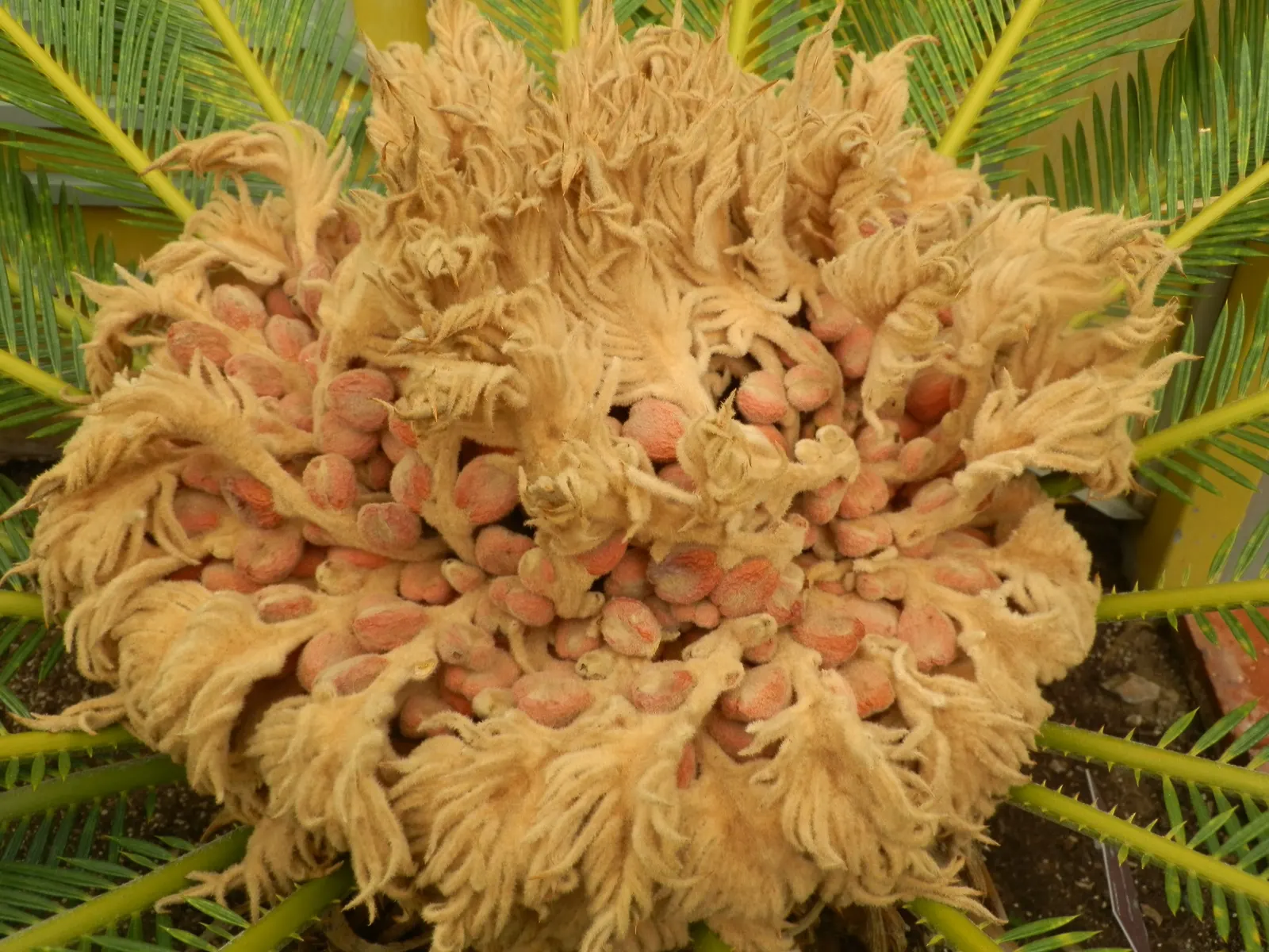 Sago Palm (Cycas Revoluta) — Hardy in USDA zones 9-11, it thrives in well-drained soil and full to partial sun; featuring a stout trunk and a, image 99