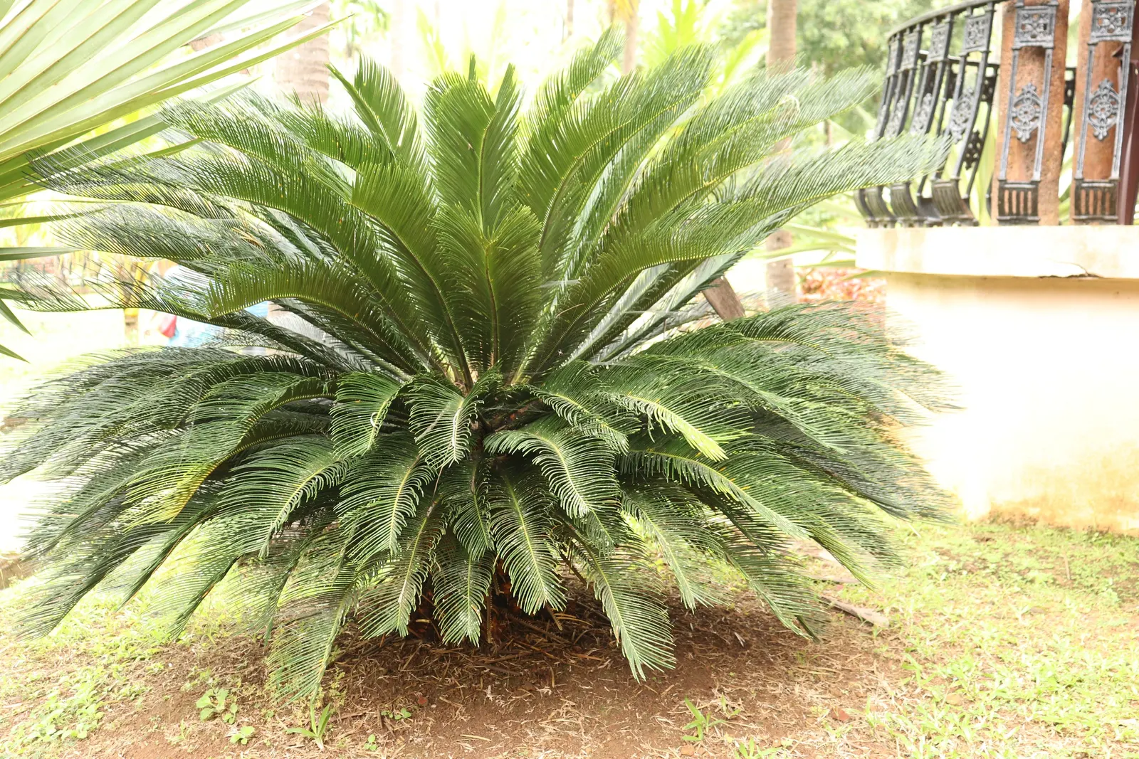 Sago Palm (Cycas Revoluta) — each frond typically ranging from 20 to 60 inches long; it's well-suited to USDA hardiness zones 9 through 11 and, image 89
