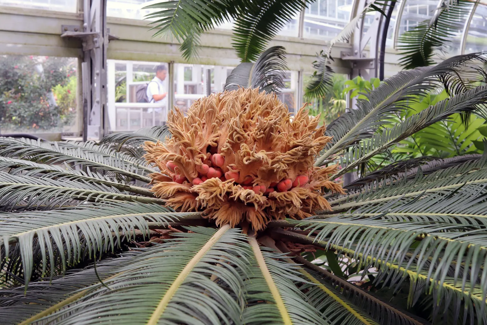 Sago Palm (Cycas Revoluta) — is a distinctive and ancient plant species that adds an exotic and tropical flair to any landscape design; palm for, image 85