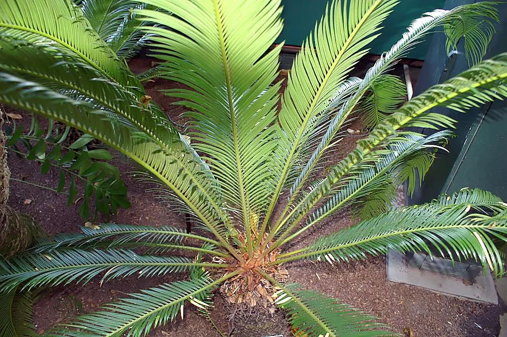 Sago Palm (Cycas Revoluta) — Featuring a stout trunk and a rosette of dark green, pinnate leaves up to 3 feet long, it resembles a palm; but it is, image 82