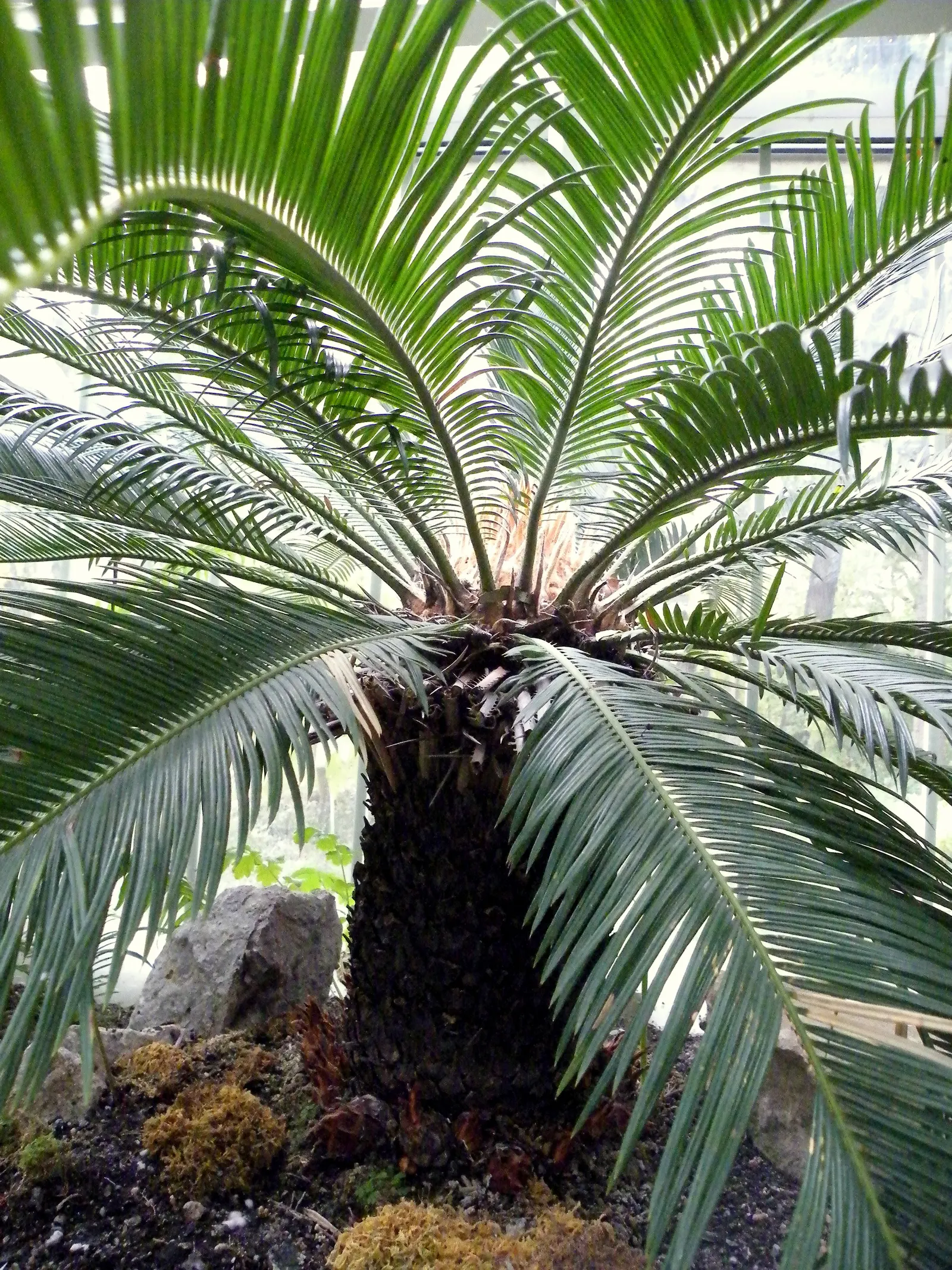 Sago Palm (Cycas Revoluta) — Drought tolerant once established, it reaches 2-10 feet in height and spread, requiring minimal care; each frond, image 116