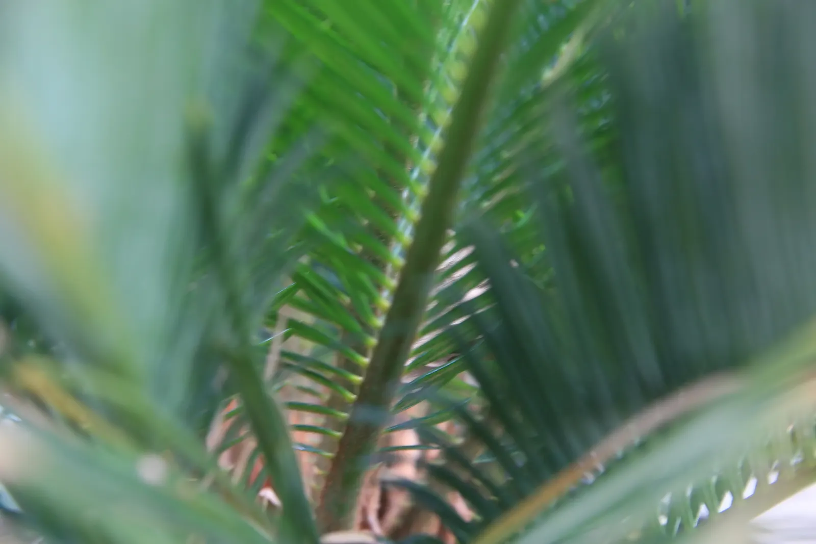 Sago Palm (Cycas Revoluta) — This slow-growing plant features a stout trunk and a symmetrical rosette of dark green; is a distinctive and ancient, image 120