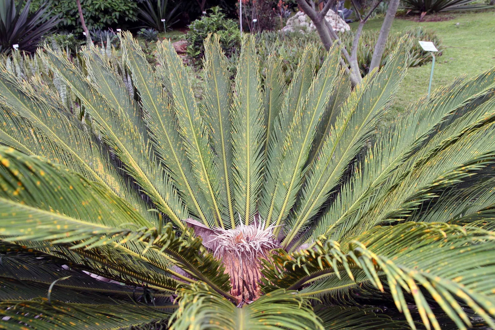 Sago Palm (Cycas Revoluta) — all parts of the Sago Palm are highly toxic if ingested; so caution should be exercised if pets or small children are, image 94