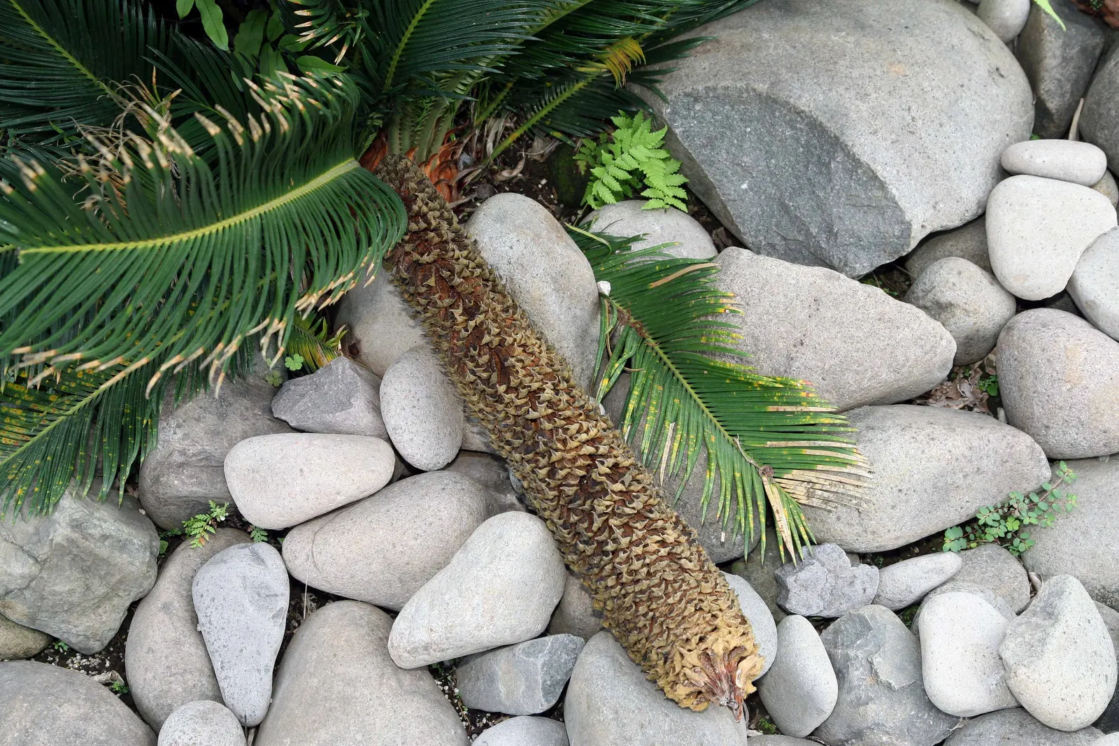 Sago Palm (Cycas Revoluta) — but it is particularly important to avoid overwatering to prevent root rot; it's important to note that the leaflets, image 123