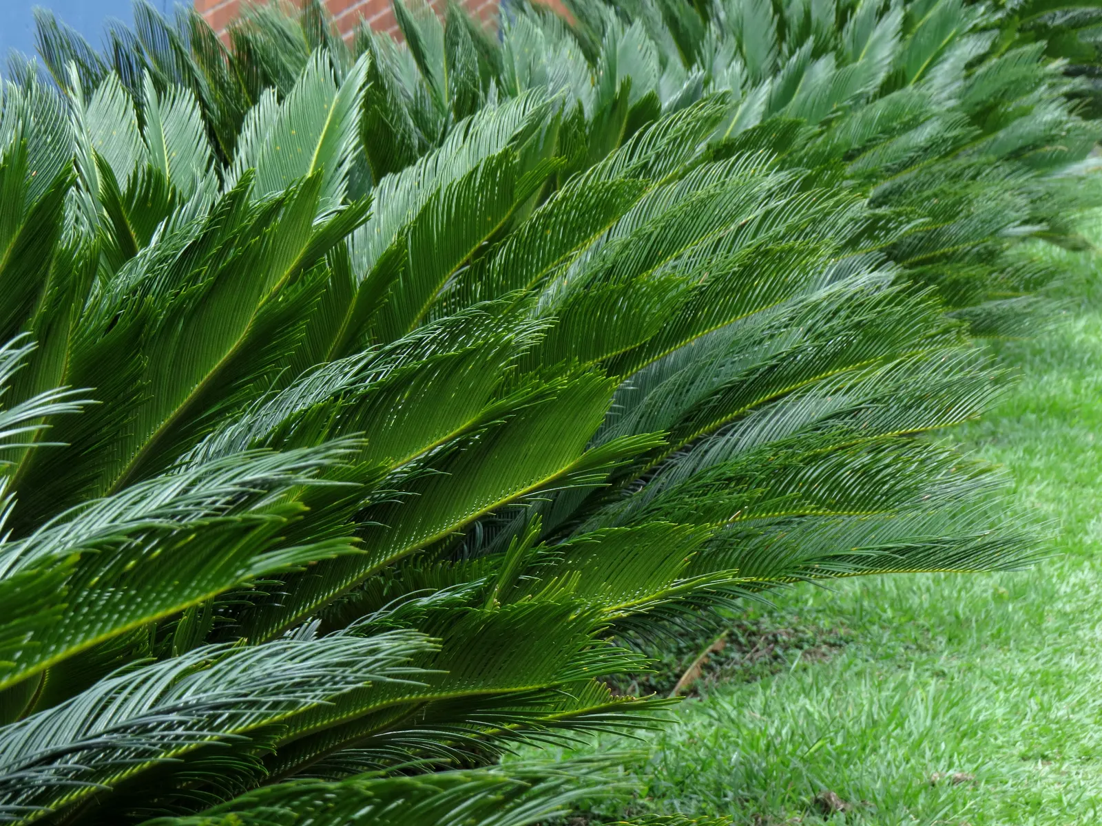 Sago Palm (Cycas Revoluta) — Drought tolerant once established, it reaches 2-10 feet in height and spread, requiring minimal care; each frond, image 100