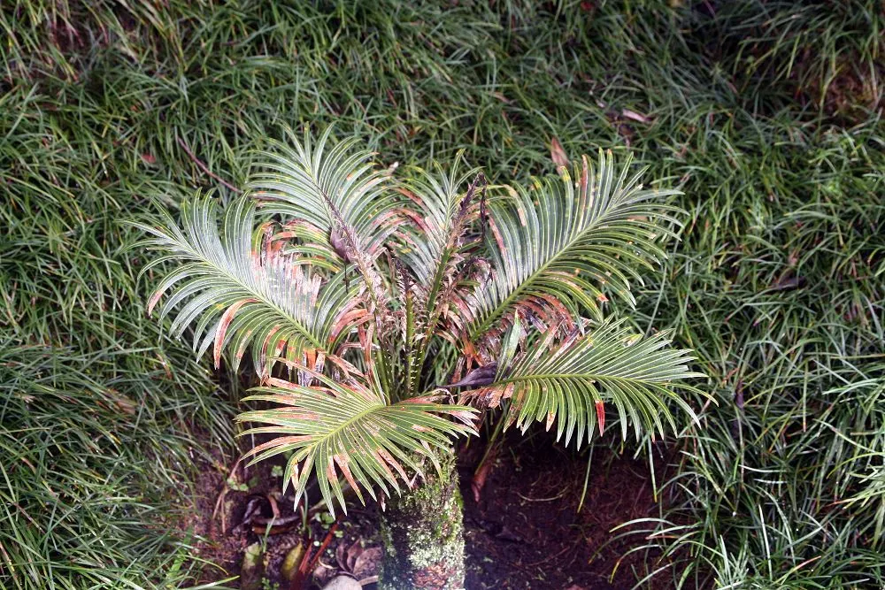Sago Palm (Cycas Revoluta) — It's important to note that the leaflets are quite stiff and can be sharp; hardy in USDA zones 9-11, it thrives in, image 90