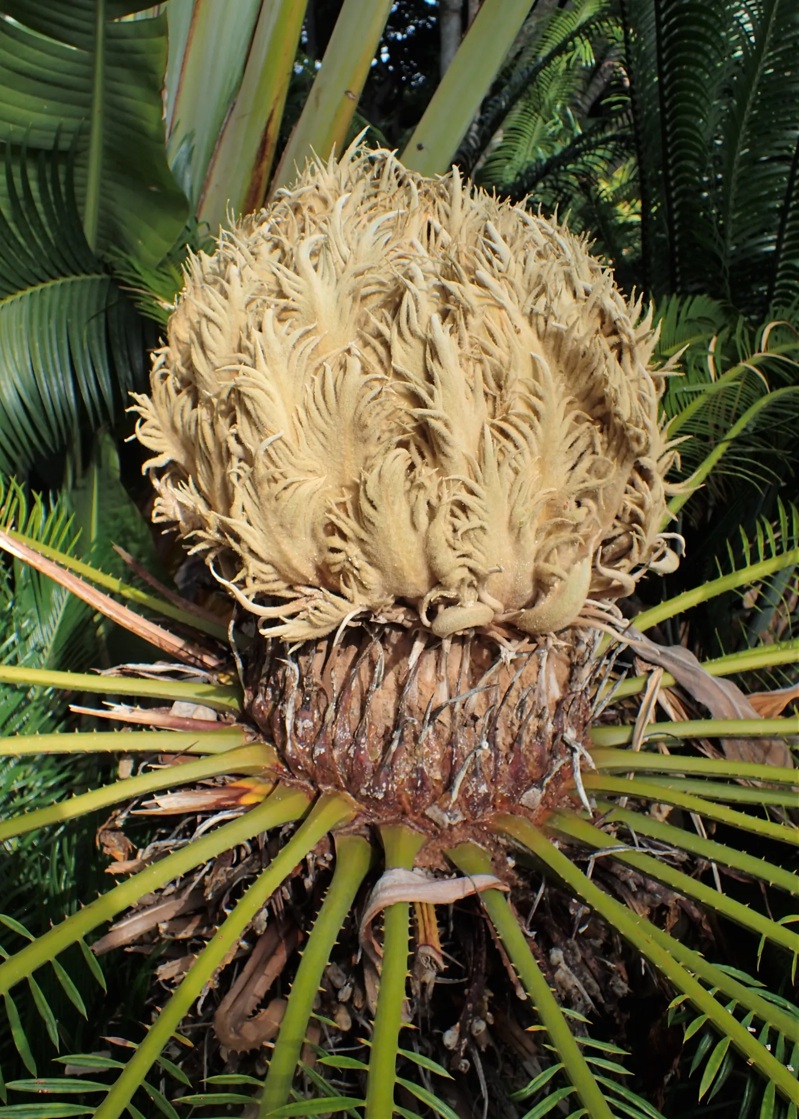 Sago Palm (Cycas Revoluta) — all parts of the Sago Palm are highly toxic if ingested; so caution should be exercised if pets or small children are, image 126