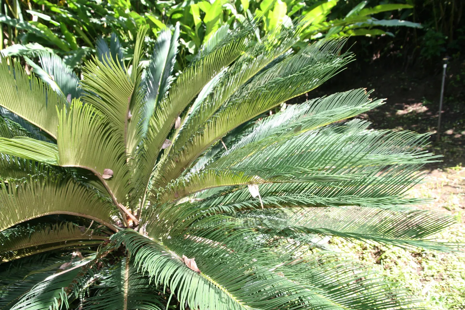 Sago Palm (Cycas Revoluta) — each frond typically ranging from 20 to 60 inches long; it's well-suited to USDA hardiness zones 9 through 11 and, image 105