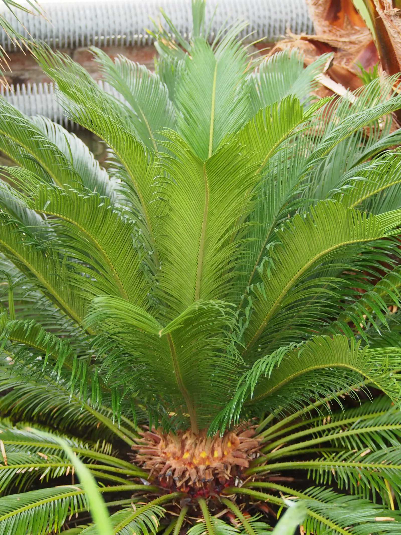 Sago Palm (Cycas Revoluta) — it is not a true palm but a cycad; cycas revoluta can eventually grow taller (up to 10 feet) under optimal conditions, image 102