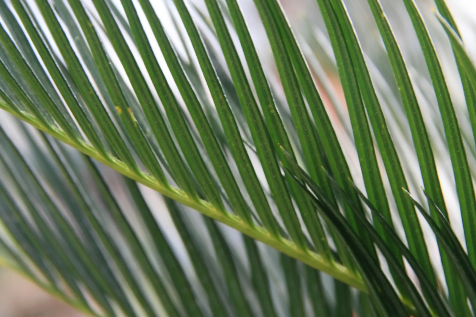 Sago Palm (Cycas Revoluta) — palm for full or half; while it can withstand some drought conditions once established, image 128