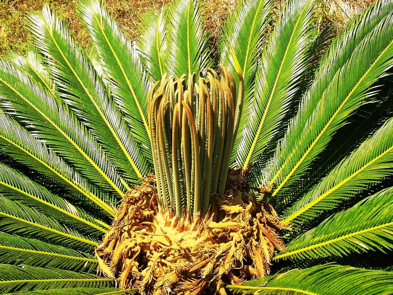 Sago Palm (Cycas Revoluta) — It's important to note that the leaflets are quite stiff and can be sharp; hardy in USDA zones 9-11, it thrives in, image 74