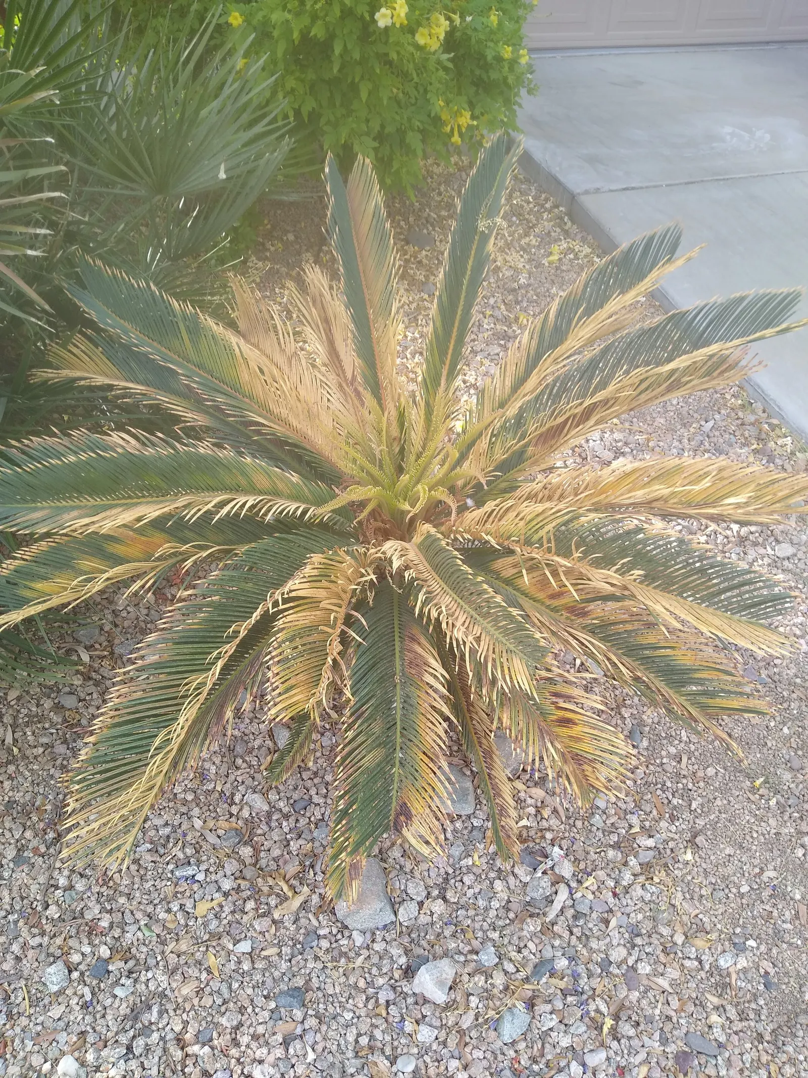 Sago Palm (Cycas Revoluta) — so caution should be exercised if pets or small children are present in the garden; it is not a true palm but a cycad, image 111
