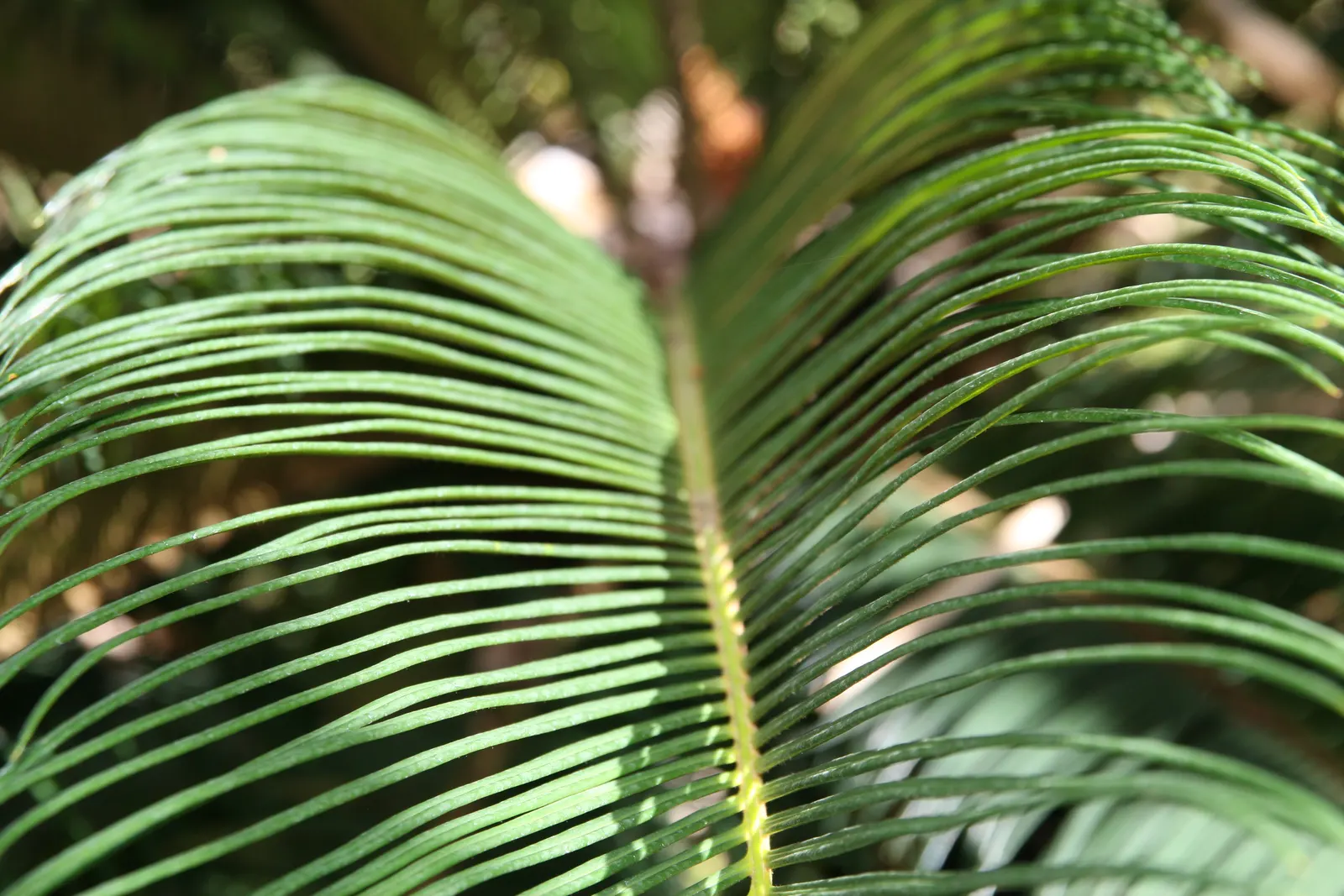 Sago Palm (Cycas Revoluta) — Drought tolerant once established, it reaches 2-10 feet in height and spread, requiring minimal care; each frond, image 132